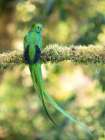 Resplendent quetzal- Costa Rica Art Print